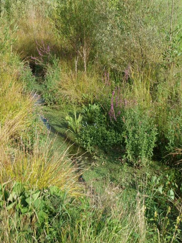 Renaturierung Fließgewässer in Raab